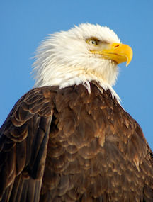 Chilkat Bald Eagle Preserve & Raft Adventure